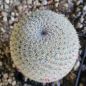 Preview: Mammillaria tlalocii